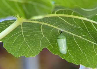 Close up on a newly formed Monarch Butterfly chrysalis attached under a fig leaf