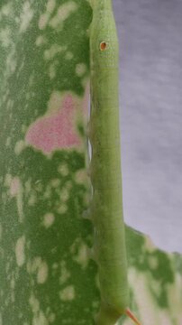 Timelapse of young Hawk-moth larva or caterpillar pest is gnawing or eating variegated leaves of Aglaonema plant. Insect pests of flowering and foliage plants of Araceae family houseplant.