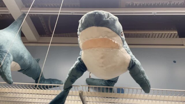 Display full of blue and white stuffed animal sharks