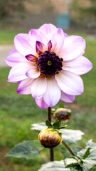 Closeup of a purple-white dahlia