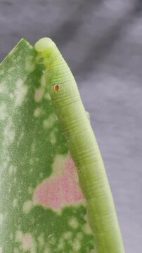 Timelapse of young Hawk-moth larva or caterpillar pest is gnawing or eating variegated leaves of Aglaonema plant. Insect pests of flowering and foliage plants of Araceae family houseplant.