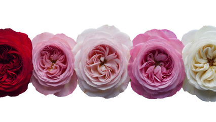 Multi colored garden roses border isolated on white background, row of blooming red pink and white flowers, romantic floral banner, luxury bouquet texture, for wedding invitation, valentine, mother.