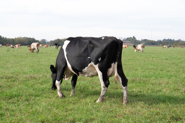 Fototapeta premium A cow grazes on fresh pasture. Natural grazing of cows.