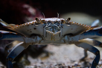 Blue swimming crab close up in aquarium