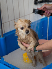 Cute Pomeranian at the grooming. Dog in the shower. 