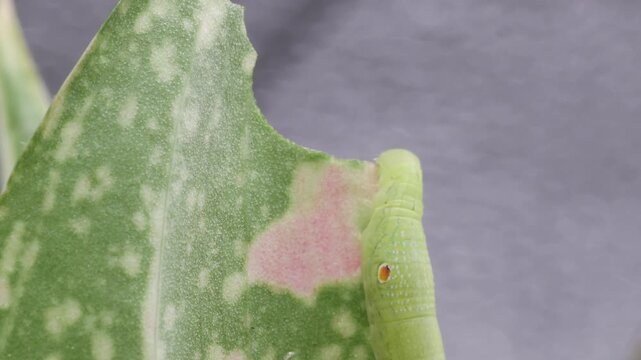 Timelapse of young Hawk-moth larva or caterpillar pest is gnawing or eating variegated leaves of Aglaonema plant. Insect pests of flowering and foliage plants of Araceae family houseplant.