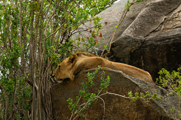 Obraz premium Serengeti National Park, Tanzania: Lion Resting on Kopje Rock