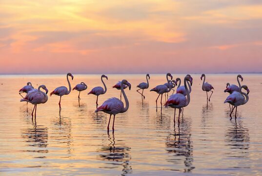 Graceful flamingos wading in serene waters under a breathtaking pastel sunset sky - Powered by Adobe