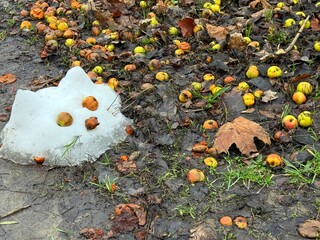 A melted snowman and rotten apples on the ground in the garden in snowless winter.