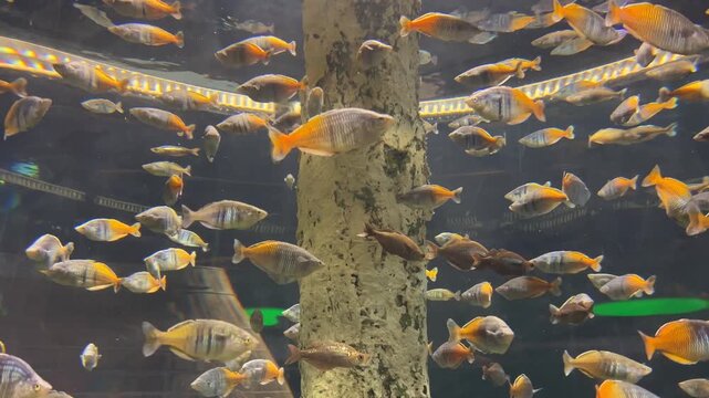 Large school of colorful Boeseman's rainbowfish swimming around a textured column in an aquarium