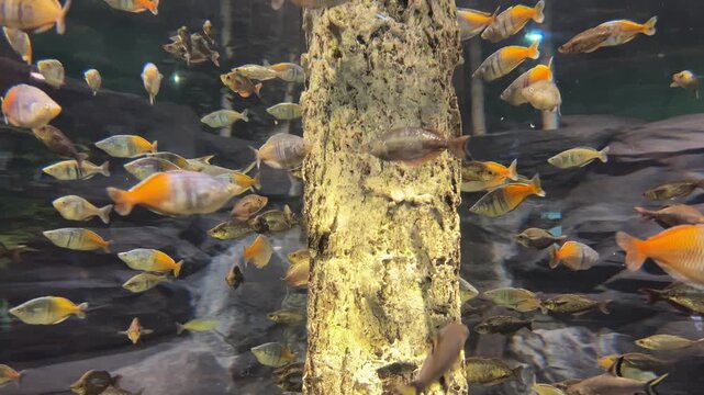 Large group of orange and blue rainbowfish swimming around a central pillar in an aquarium
