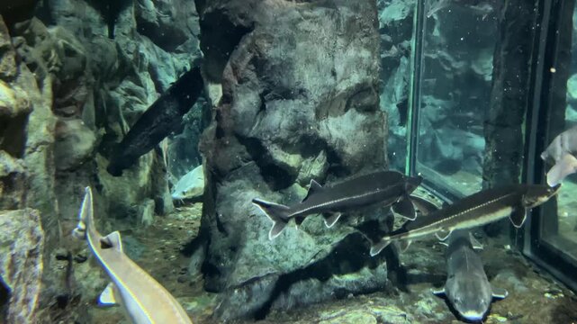 Multiple sturgeons gliding past rock formations in a freshwater aquarium environment