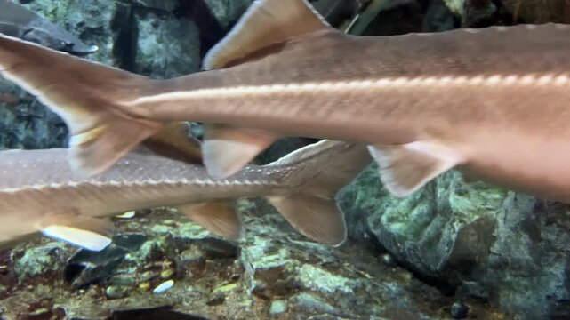 Side profile view of a large sturgeon swimming horizontally through aquarium water