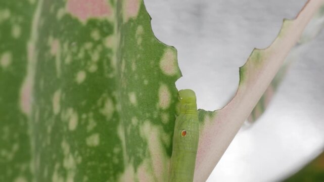 Timelapse of young Hawk-moth larva or caterpillar pest is gnawing or eating variegated leaves of Aglaonema plant. Insect pests of flowering and foliage plants of Araceae family houseplant.