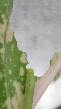 Timelapse of young Hawk-moth larva or caterpillar pest is gnawing or eating variegated leaves of Aglaonema plant. Insect pests of flowering and foliage plants of Araceae family houseplant.
