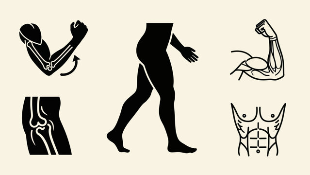 Human anatomy illustrations depicting muscles bones and movement in silhouette