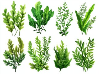 Fototapeta premium High-quality digital illustration featuring a diverse array of seaweeds and algae in various shapes, sizes, and shades of green. Perfect for botanical studies or nature-inspired designs.