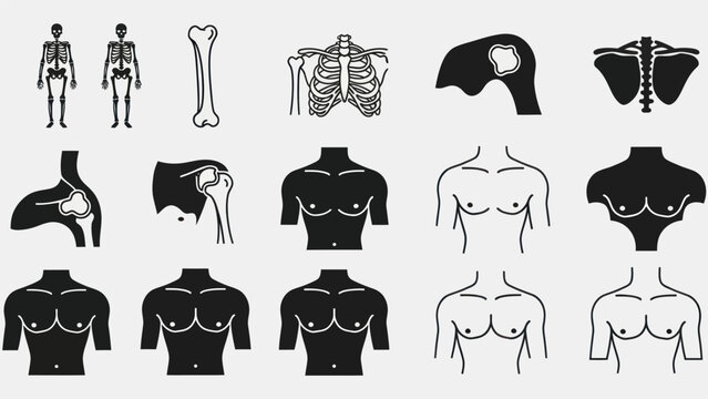 Human anatomy vector set skeletal system and torso illustrations
