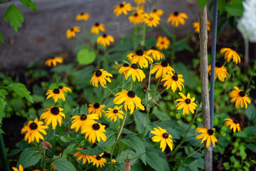 Obraz premium Yellow black eyed susan flowers blooming in garden 