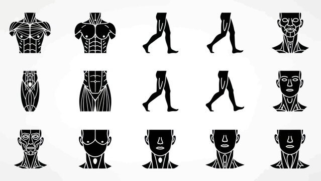 Human anatomy illustrations muscle groups torso legs and facial structures