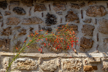 Naklejka premium Cascading firecracker plant (Russelia) with tubular red flowers on slender stems, sunlit against an old stone wall in historic Kaleici. Mediterranean, Antalya, Turkey.