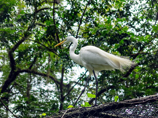 Gar&ccedil;a IMG_0170