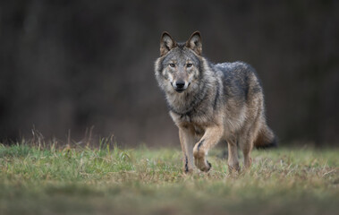 Obraz premium Grey wolf ( Canis lupus ) close up
