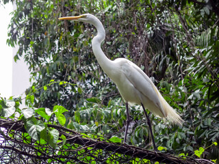 Gar&ccedil;a IMG_0170