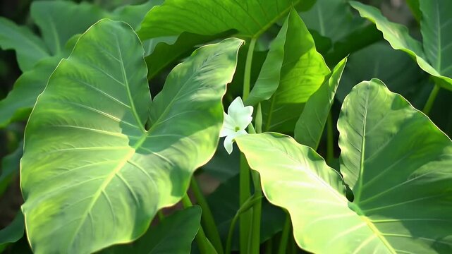 Lush Green Elephant Ear Plants with a Single White Flower in Sunlight