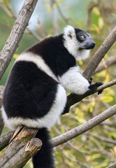 Black-and-white ruffed lemur