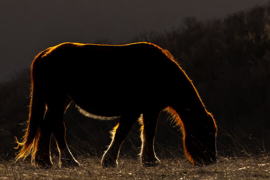 Cavalli allo stato brado
