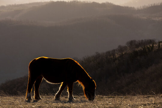 Cavalli allo stato brado
