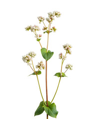 Buckwheat flower with clipping path isolated on transparent background