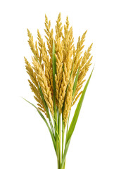 Bunch of golden bulgur plant with green leaves isolated on transparent background