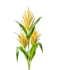 Corn tassel isolated on transparent background