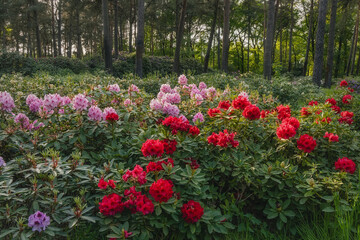 Fototapety na wymiar - Fototapeta24.pl