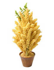 Yellow couscous plant in a tub isolated on transparent background