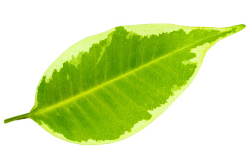 Fresh green leaf isolated on white background, symbolizing nature, ecology, growth, purity, and organic lifestyle concepts.