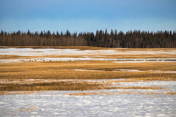 Birds in a field in Alaska during migration