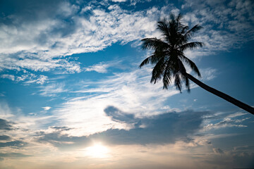 blue sky in maldive with a palm