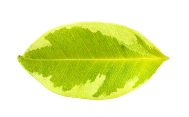 Single green leaf on white background representing natural freshness, environmental care, botanical beauty, and clean design.