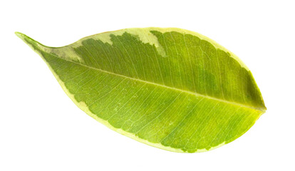 Green plant leaf isolated on white background, ideal for eco, organic, health, and sustainability visual concepts.