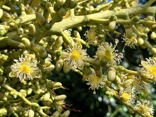 Foxtail palm in Wasahington D.C.