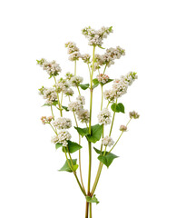 Buckwheat blossoms isolated on transparent background