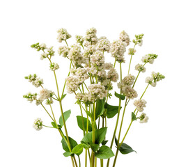 White buckwheat flowers isolated on transparent background