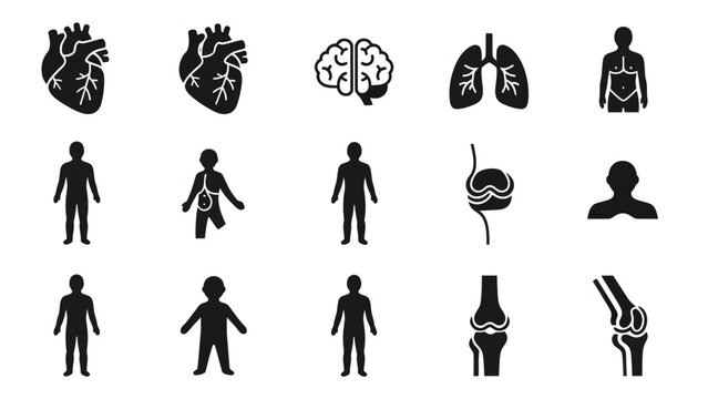 Human body and internal organ icons medical and health vector set