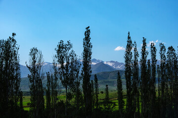 Magnificent landscape view of tall trees in silhouette against a brilliant blue sky. Trees silhouette backed by snowy mountains. Perfect for advertising projects.