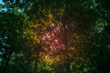 The dense summer Forest canopy creates a beautiful interplay of darkness and bright natural sunlight. Highlighting the vibrant green foliage. Great for environmental media.