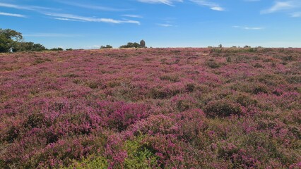 Obraz premium Le sommet du Mont Caroux et ses belles landes de bruyère en fleur à la fin de l'été