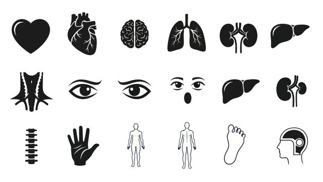 Human body organs silhouettes heart brain lungs kidneys vector icons